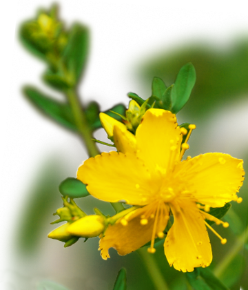 Bild:Blüte des Johanniskrautes (Hypericum perforatum)